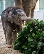Weihnachtsfreude 2020: Elefantenbaby Otto in Hellabrunn ©Fotos: Tierpark Hellabrunn / Marc Müller